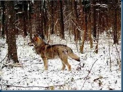 Belorussian wolf within the Exclusion Zone