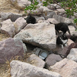  &ndash; Kittens