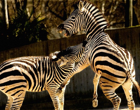 luta entre animais desbaratinando (11)