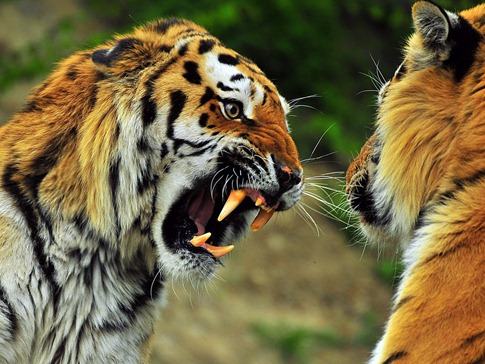 [luta entre animais desbaratinando (26)[2].jpg]