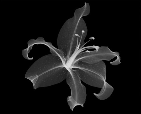 plant-life plant-life
