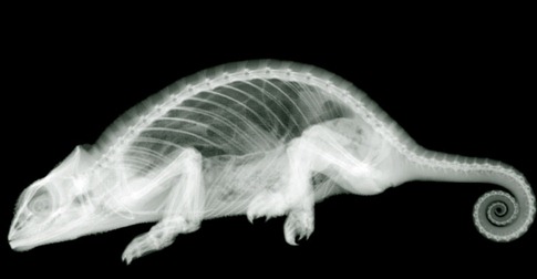lagarto lagarto