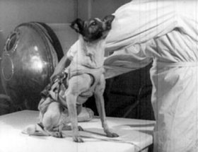 [laika2[4].jpg]
