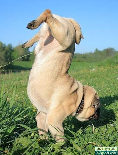 Pee With Style
