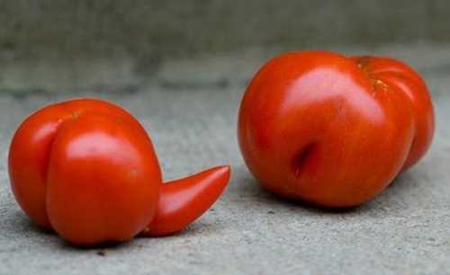 Crazy Tomatoes
