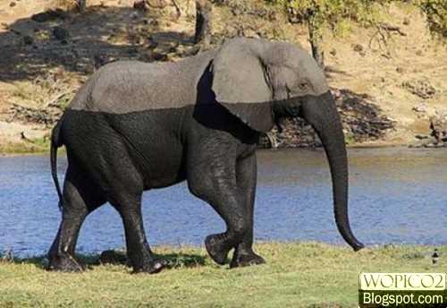 Dual Tone Elephant