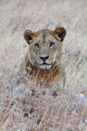 IMAGE: http://lh6.ggpht.com/_7OuW4xBZFek/SLNl684bg0I/AAAAAAAABl0/RHfUzo0X07w/s512/DPP_0015.JPG