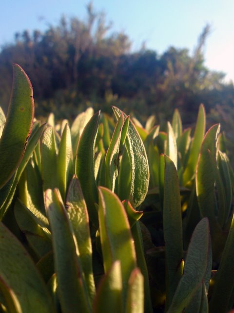 Loutsa