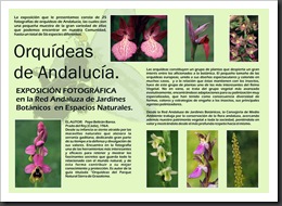 orquideas-2