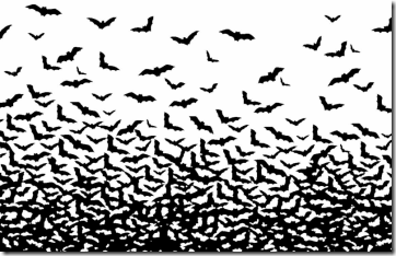 bats-thousands-flying-family