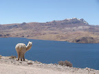 the amazing peru