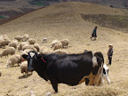 the herd