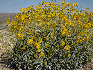 Brittle Bush near the Anza Borrego Desert State Park
