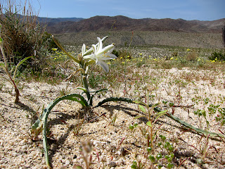 Desrt Lily on Egg Mountain in Anza Borrego