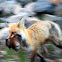 Red Fox