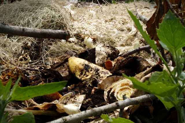 [Compost[7].jpg]