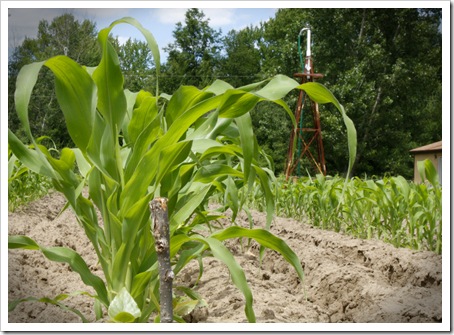 Corn