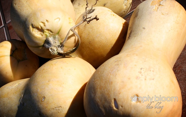 [Squash5.jpg]