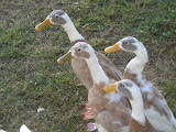 IMG_1602.JPG