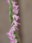 ネジバナの花　その１