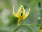 ミニトマトの花
