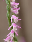 ネジバナの花　その２