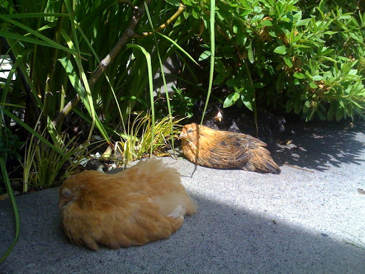 Nacoleptic Grace and Kevin sunbathe--girls after my own heart Nacoleptic Grace and Kevin sunbathe--girls after my own heart