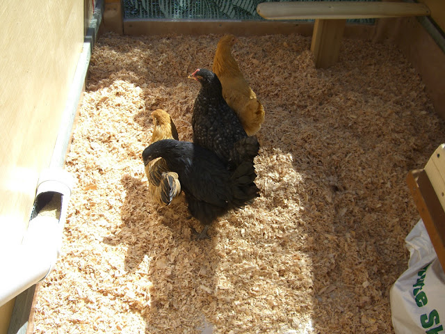 Checkin out their new digs. Happy 10 wk birthday!!!