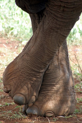 [Elephant legs[3].jpg]