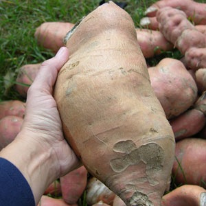 [sweet potato[3].jpg]