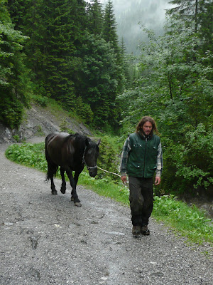 pferd