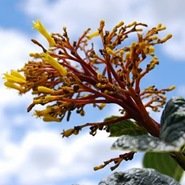 Flora da Serra do Gandarela