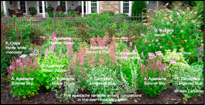 Defining Your Home Garden And Travel Agastache Garden Plan