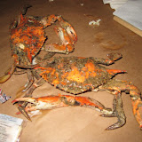 Baltimore '08