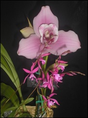 2008 orchid show 007