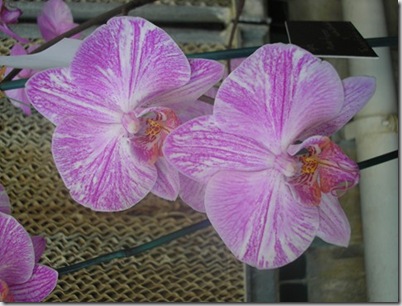 2008 orchid show 005