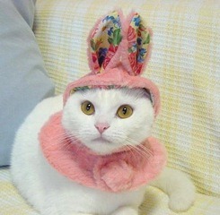[Easter cat[4].jpg]