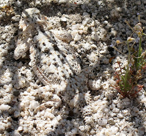 Horned toad with amazing camoflauge. Notice how the black and white pattern perfectly matches the sand.