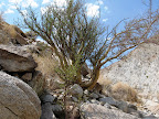 Elephant Tree - Torote Canyon - Anza Borrego Desert State Park