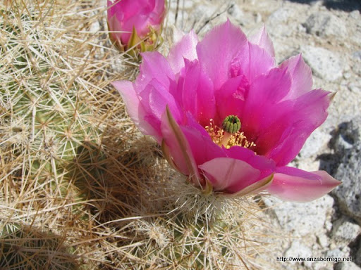 Hedgehog Cactus - Anza Borrego Desert