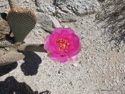 Beavertail Cactus - Anza Borrego Desert