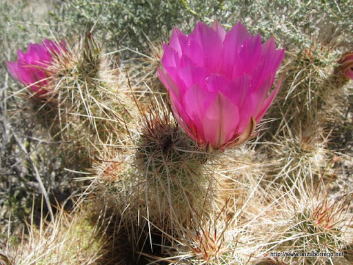 Hedgehog Cactus - Anza Borrego Desert