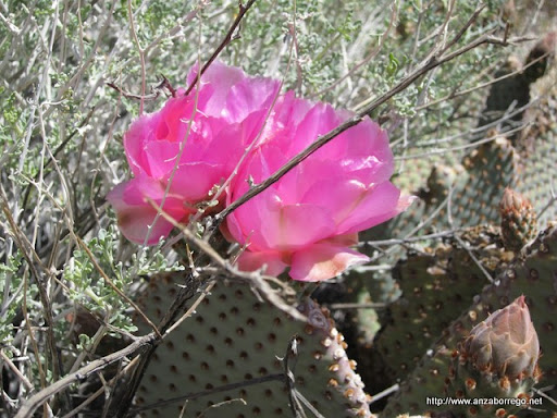 Beavertail Cactus - Anza Borrego Desert