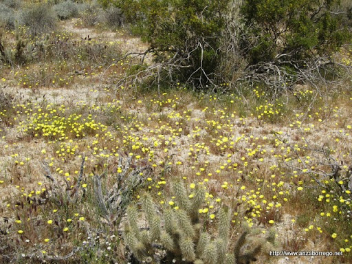 Desert Dandelion - Anza Borrego Desert