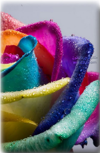 12-fleur-www.ward2u.com.jpg