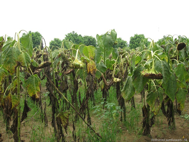 [Sunflower Garden (108)[5].jpg]