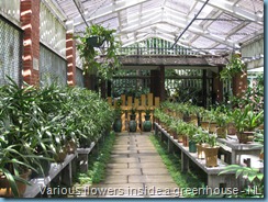 Orchid Garden (14)