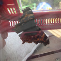 Compton's Tortoiseshell