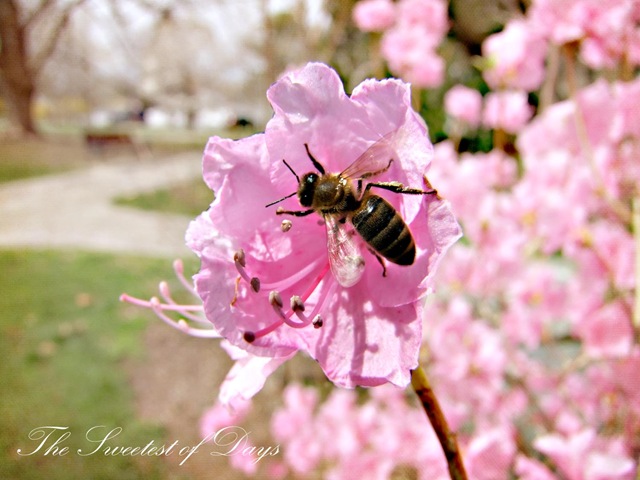 [Beeing Spring[4].jpg]