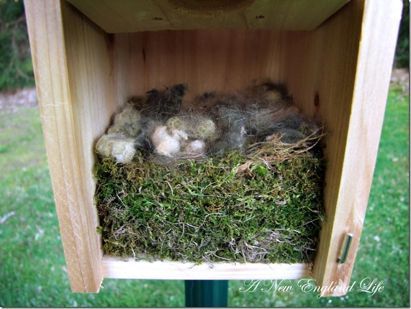 Chickadee nest